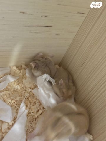 מכרסם אוגר סיבירי