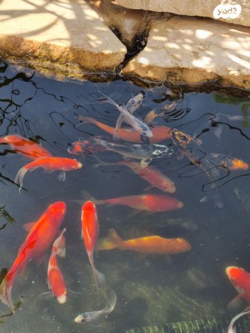 דג דגי מים קרים