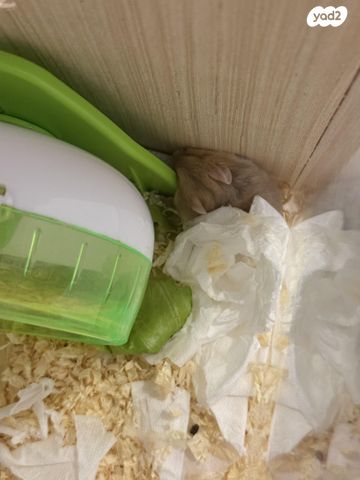 מכרסם אוגר סיבירי