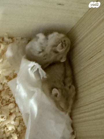 מכרסם אוגר סיבירי