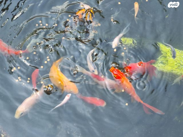 דג דגי מים קרים