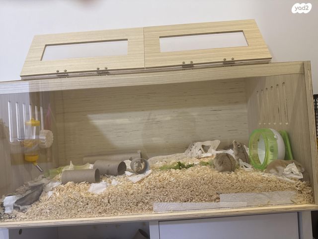 מכרסם אוגר סיבירי