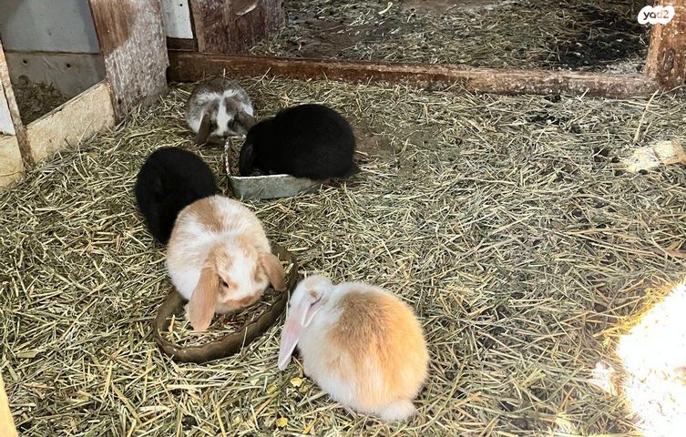 מכרסם ארנב שמוט אוזניים