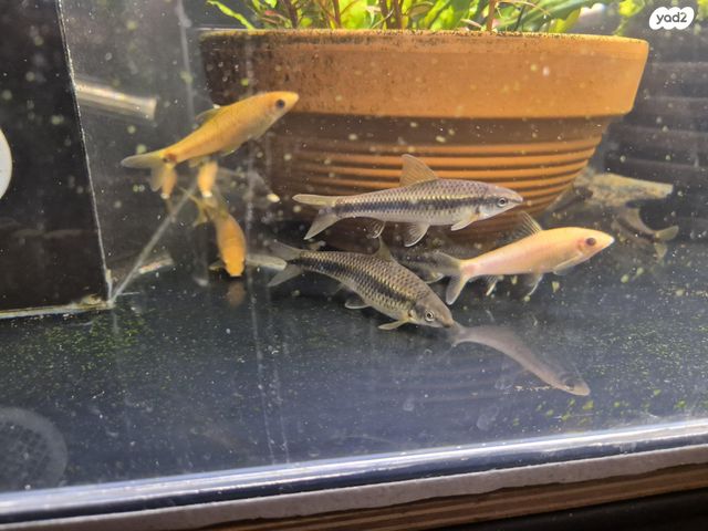 תמונת מודעה - חיות מחמד