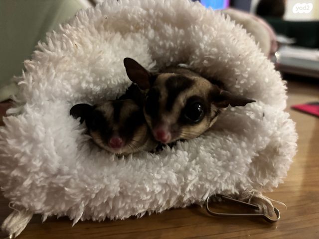 תמונת מודעה - חיות מחמד