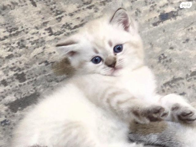 תמונת מודעה - חיות מחמד