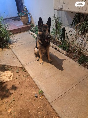 תמונת מודעה - חיות מחמד