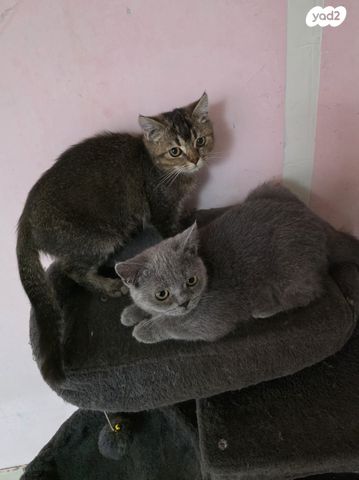 תמונת מודעה - חיות מחמד