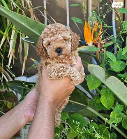 תמונת מודעה - חיות מחמד