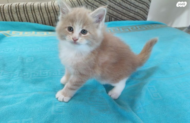 תמונת מודעה - חיות מחמד