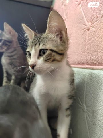 תמונת מודעה - חיות מחמד