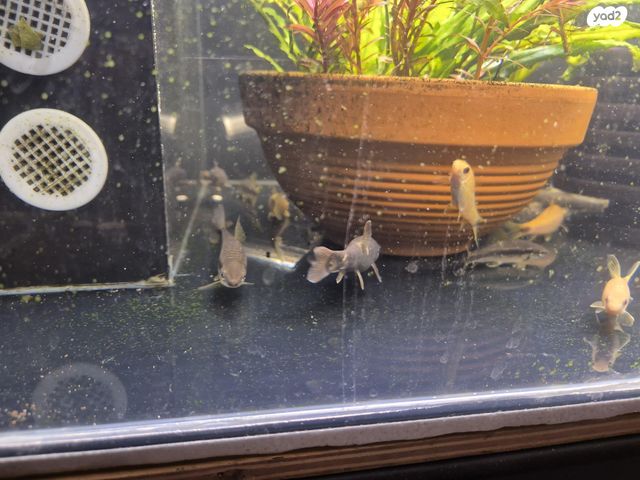 דג דגים טרופיים