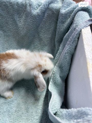 מכרסם ארנב שמוט אוזניים