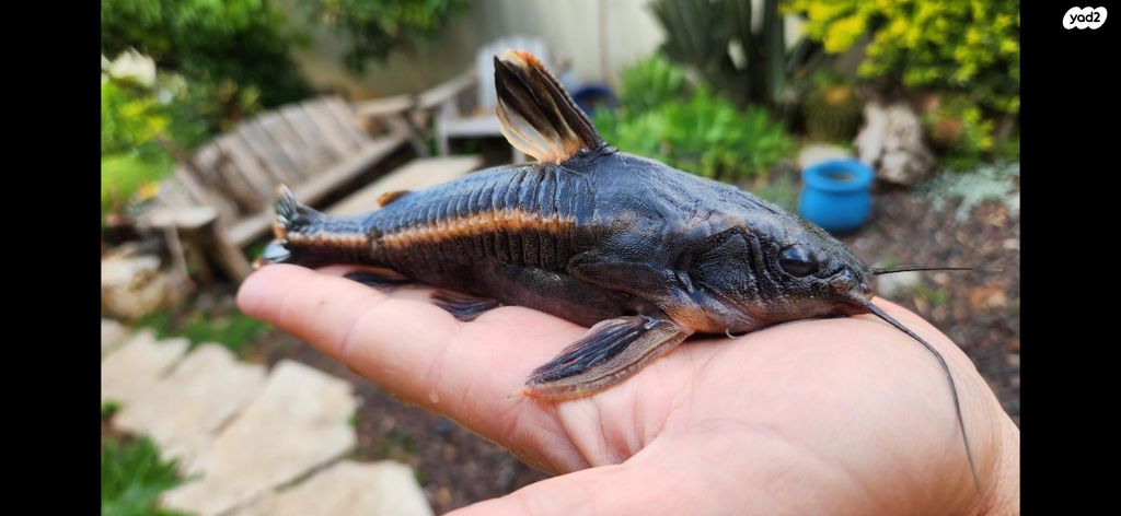 דג דגי חתול