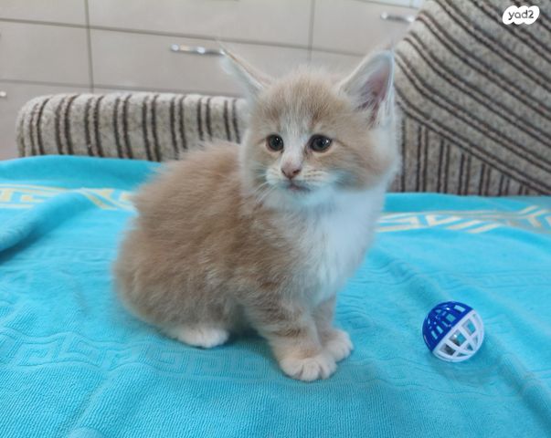 חתול מיין קון