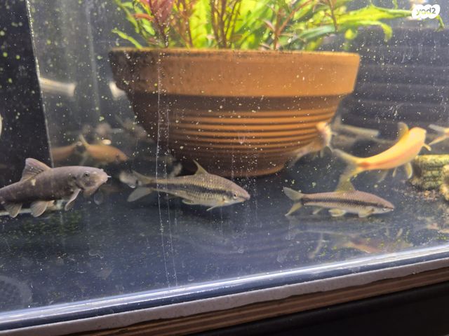 דג דגים טרופיים