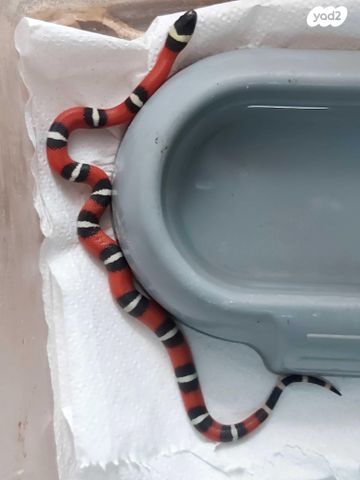 זוחל מילק סנייק