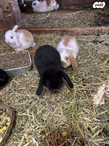 מכרסם ארנב שמוט אוזניים