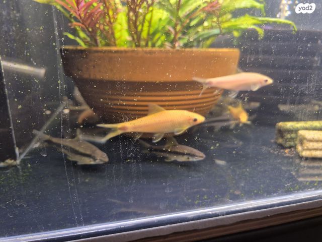 דג דגים טרופיים