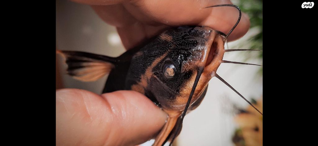 דג דגי חתול