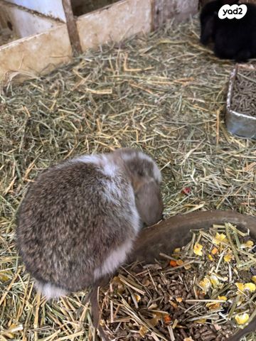 מכרסם ארנב שמוט אוזניים