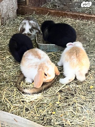 מכרסם ארנב שמוט אוזניים