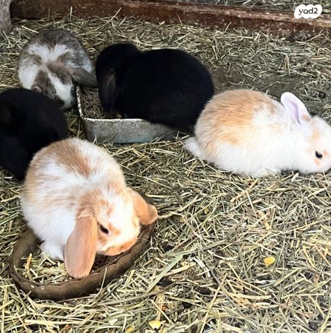 מכרסם ארנב שמוט אוזניים