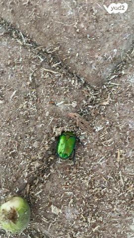 מודעת רכב ניסאן ג'וק