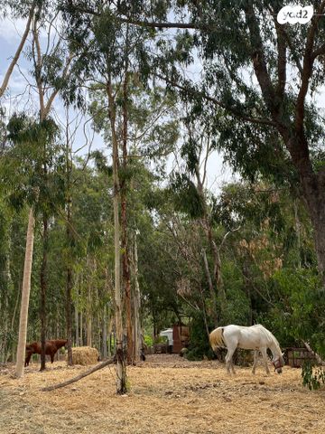 משק חקלאי/ נחלה
