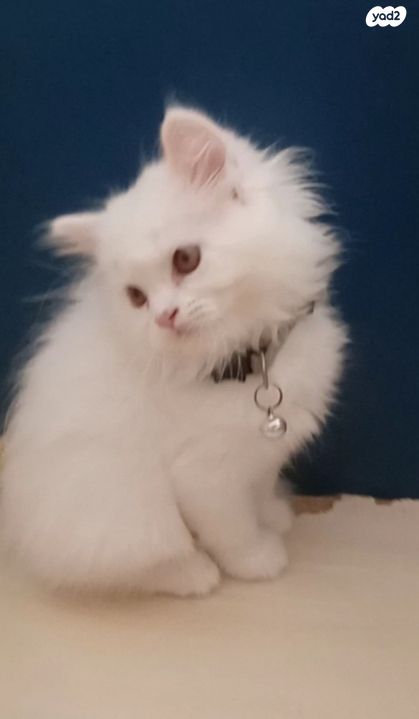 חתול אנגורה