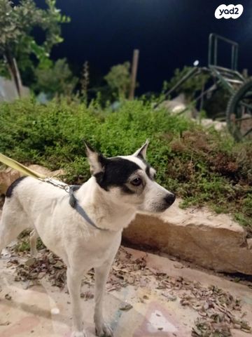 תמונת מודעה - חיות מחמד