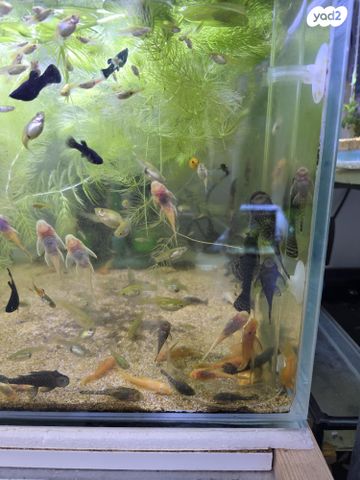 תמונת מודעה - חיות מחמד