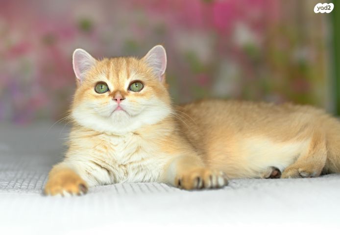 תמונת מודעה - חיות מחמד