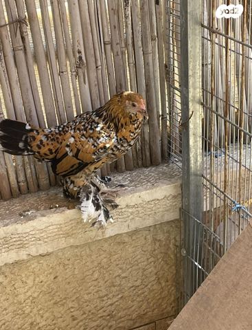 תמונת מודעה - חיות מחמד