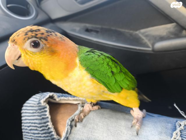 תמונת מודעה - חיות מחמד