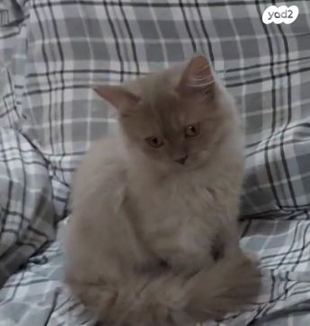 תמונת מודעה - חיות מחמד