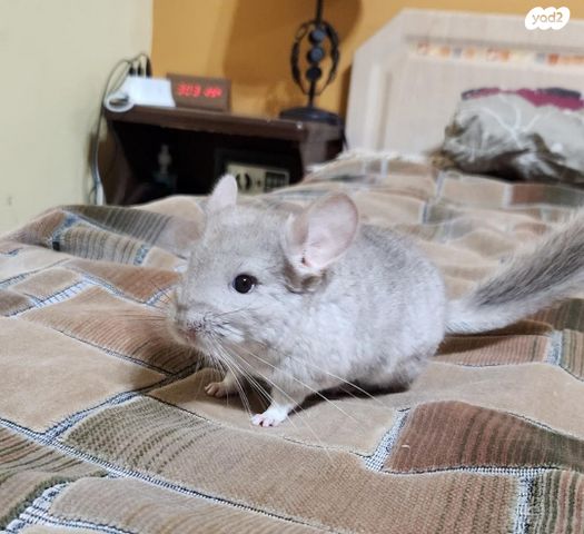 תמונת מודעה - חיות מחמד