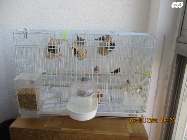 תמונת מודעה - חיות מחמד