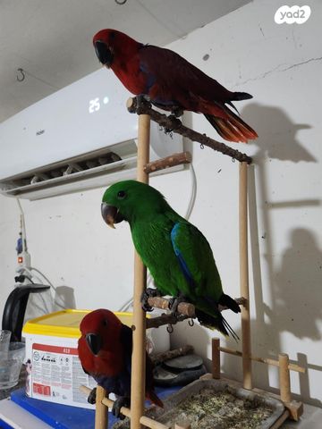 תמונת מודעה - חיות מחמד