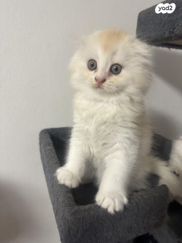 תמונת מודעה - חיות מחמד