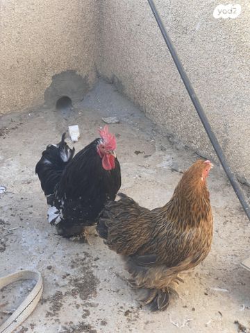 תמונת מודעה - חיות מחמד