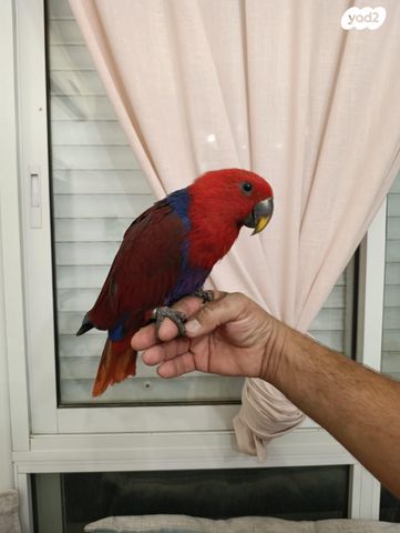 תמונת מודעה - חיות מחמד