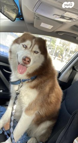 תמונת מודעה - חיות מחמד