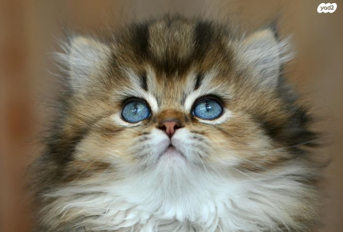 תמונת מודעה - חיות מחמד