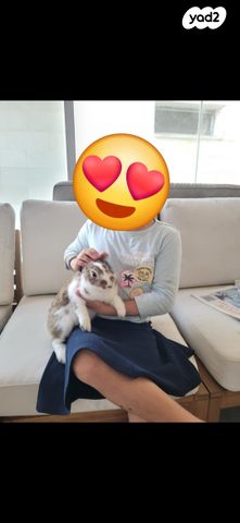 תמונת מודעה - חיות מחמד