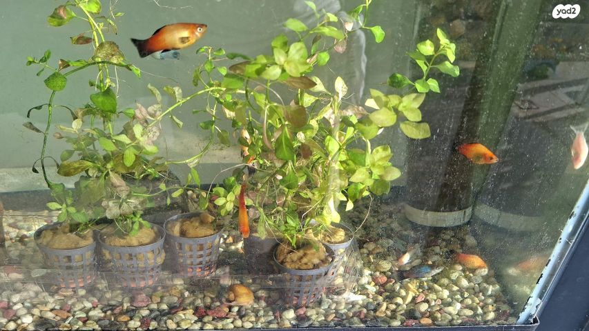 תמונת מודעה - חיות מחמד