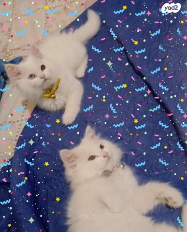 חתול אנגורה