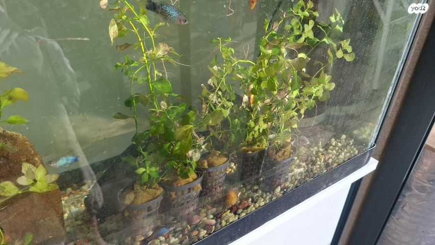 דג דגים טרופיים