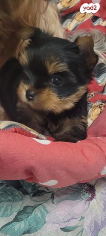 כלב יורקשייר