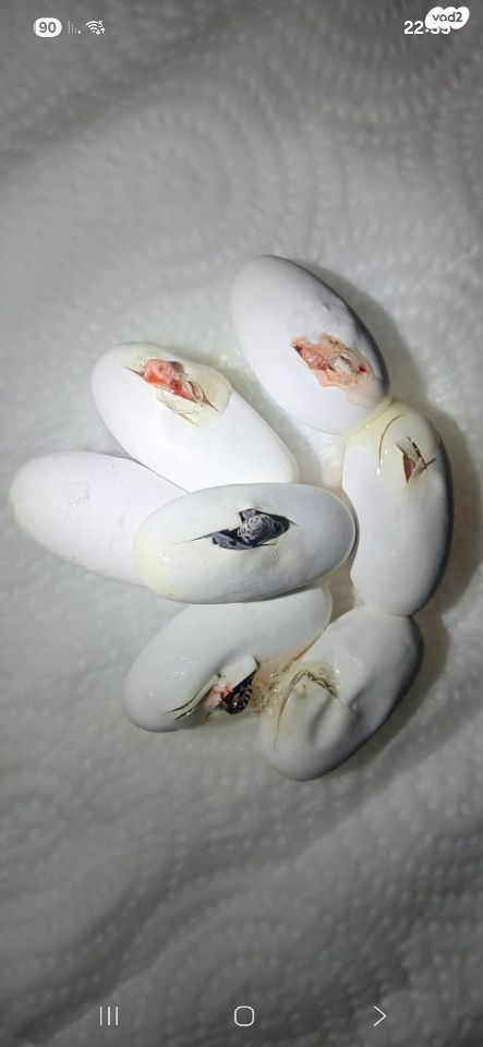 זוחל כרכן תירס